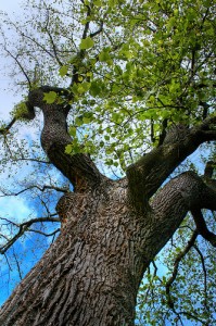 Thomas Jefferson's Tree