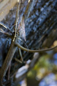 cobweb