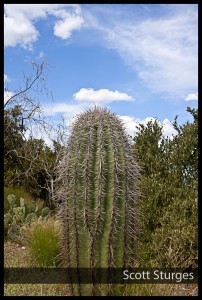 Cactus