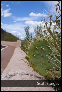 Cactus2