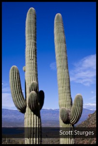 Cactus4