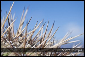 Spines