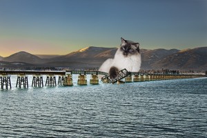 catbehindbridge