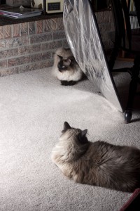 cats