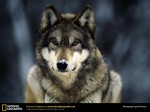 grey-wolf