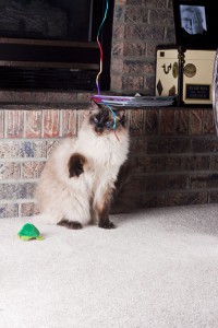 image for cat